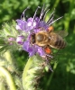 Biene mit Pollenhöschen